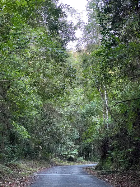 Vue Des Sentiers Randonnée Asphalte Sommet Kledang Hill Situé Perak — Photo