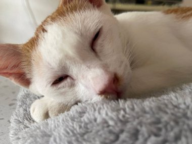 Hasta bir kedinin yastığa uzanmış hali. Bu kedi grip virüsü kapmış..