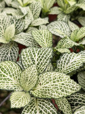 Close up of Nerve's plant Fittonia albivenis, argyroneura white Anne clipart