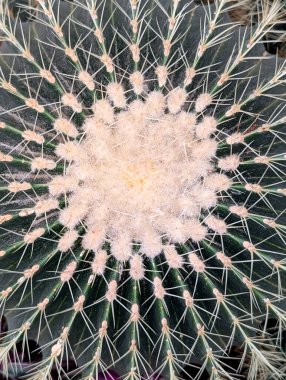 Close up of golden barrel cactus in a plant nursery garden.