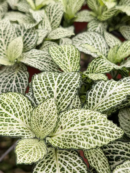 SİNİR 'in bitki Fittonia Albivenis' ini kapat, argyroneura beyaz Anne
