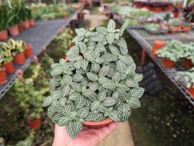 Hand holding a pot of Nerve's plant Fittonia albivenis argyroneura white Anne clipart