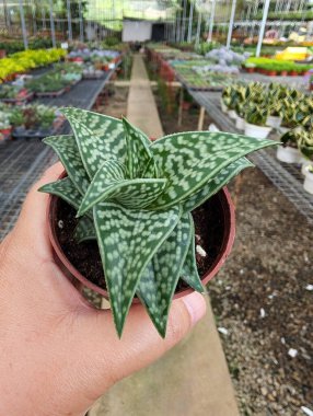 Hand holding a pot of Gonialoe variegata aloe vera clipart