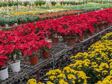 Renkli bitkiler ve çiçeklerle dolu bir çiçek bakımevine bak.