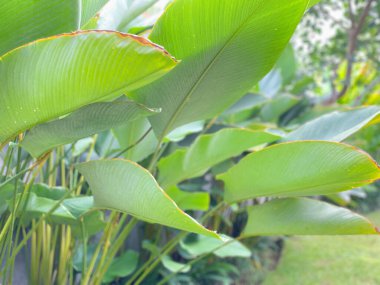 Goeppertia loeseneri, Marantaceae familyasına ait bir bitki türüdür..