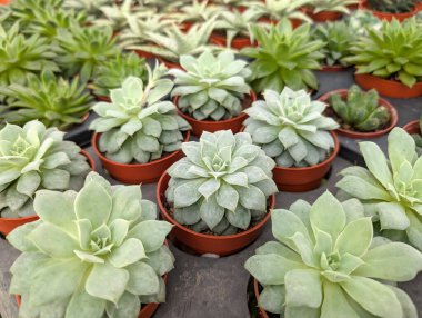 Kaktüs Sulu ve Haworthia bitkilerinin çeşitleri bir çocuk bahçesinde sergilenir.