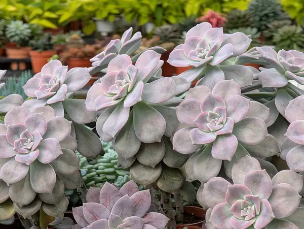 Graptopetalum pentandrum çömlek içinde sulu