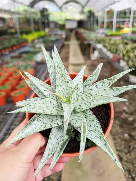 Aloe White Fox 'un el ele tutuşması. Bilimsel olarak Aloe Rauhii olarak bilinir. 