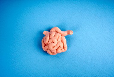 İnce bağırsaklar, insan iç organları. İnsan anatomisi iç organ kısmı. İnsan anatomisi kavramı