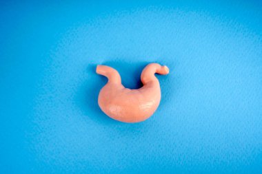 Mide, insan iç organı parçası. İnsan anatomisi kavramı