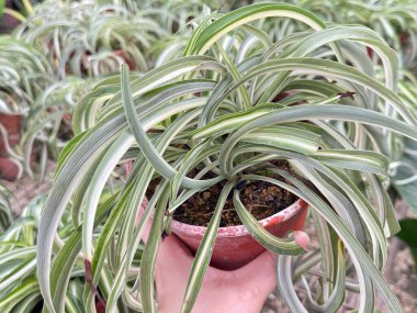 Genellikle örümcek bitkisi olarak adlandırılan klorofilyum bileşimi el ele tutuşur.