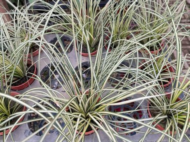 Bitki ve çiçek. Bir çocuk bahçesinde Japon Sedge veya Carix oshimensis çiçekleri gösterimi