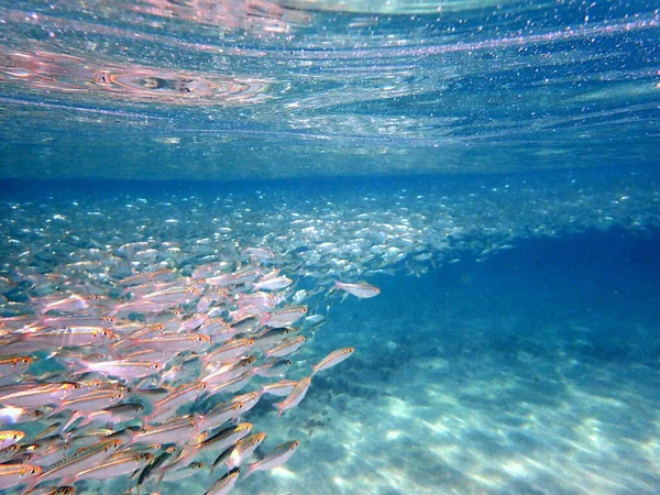 Počátkem Podzimu Laguně Shromažďuje Spousta Ryb Úžasný Pohled Moře Neuvěřitelně — Stock fotografie