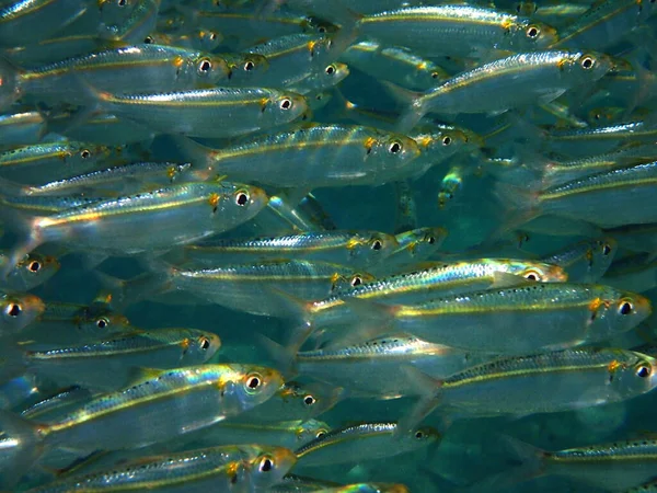 Počátkem Podzimu Laguně Shromažďuje Spousta Ryb Úžasný Pohled Moře Neuvěřitelně — Stock fotografie