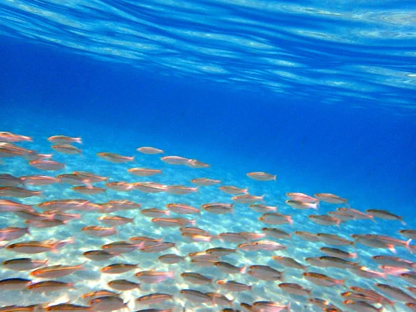 Veel Vissen Verzamelen Zich Lagune Het Begin Van Herfst Dit — Stockfoto