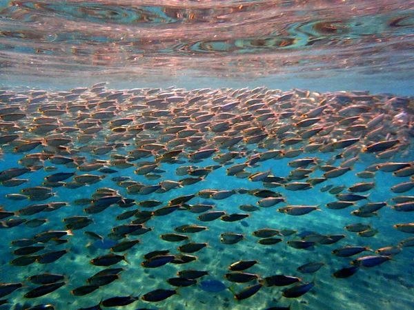 Birçok Balık Sonbaharın Başlarında Gölde Toplanır Inanılmaz Bir Manzara Deniz — Stok fotoğraf