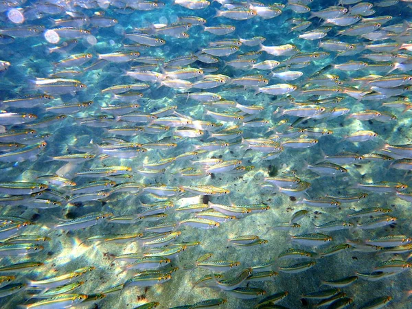 Lot Fish Gather Lagoon Early Autumn Amazing Sight Sea Incredibly — Stock Photo, Image