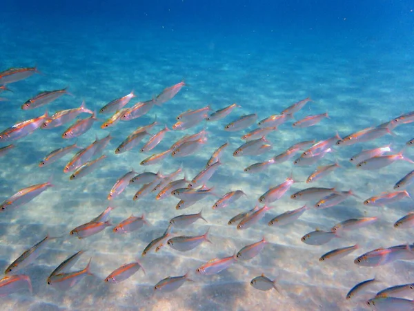 Багато Риб Збираються Лагуні Початку Осені Дивовижне Видовище Море Неймовірно — стокове фото