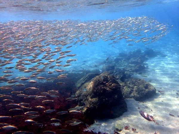 初夏になるとたくさんの魚がラグーンに集まります これは素晴らしい光景です 海は信じられないほどはっきりしており シュノーケリングに最適です 驚くほど美しい世界が私たちに開きます — ストック写真