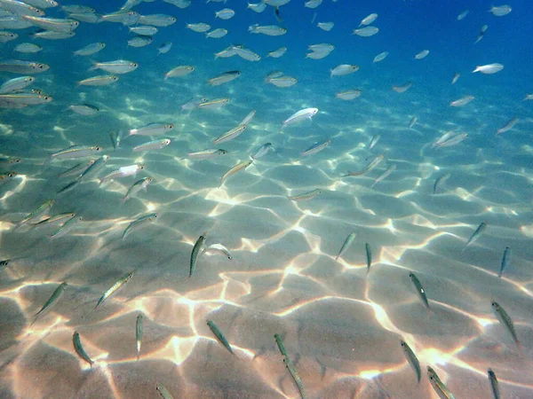 Birçok Balık Sonbaharın Başlarında Gölde Toplanır Inanılmaz Bir Manzara Deniz — Stok fotoğraf