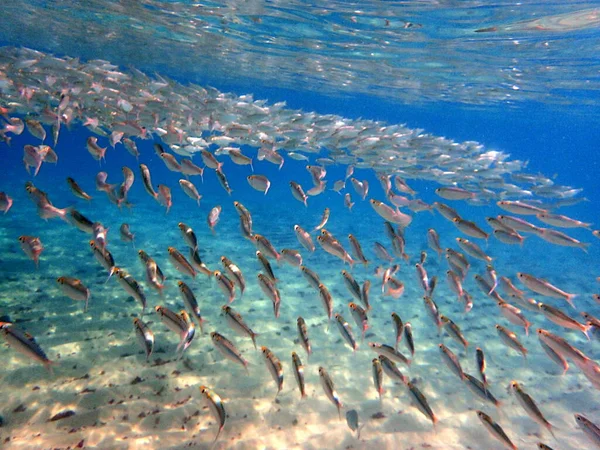 Muitos Peixes Reúnem Lagoa Início Outono Esta Uma Visão Incrível — Fotografia de Stock
