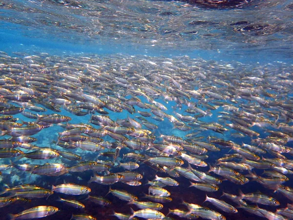 Wiele Ryb Gromadzi Się Lagunie Wczesną Jesienią Niesamowity Widok Morze — Zdjęcie stockowe