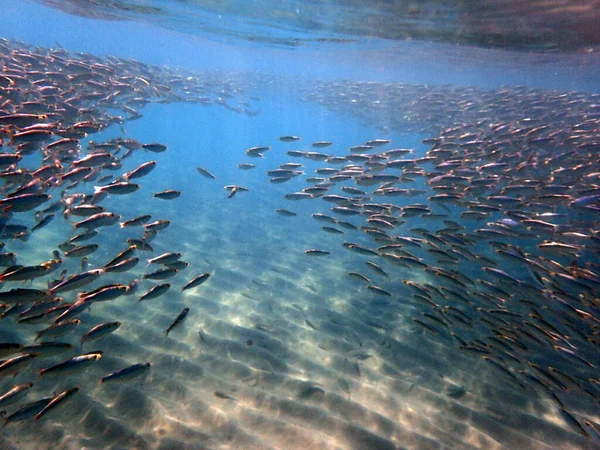 初夏になるとたくさんの魚がラグーンに集まります これは素晴らしい光景です 海は信じられないほどはっきりしており シュノーケリングに最適です 驚くほど美しい世界が私たちに開きます — ストック写真