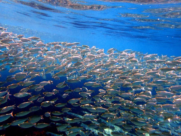 Mycket Fisk Samlas Lagunen Tidigt Hösten Det Här Fantastisk Syn — Stockfoto