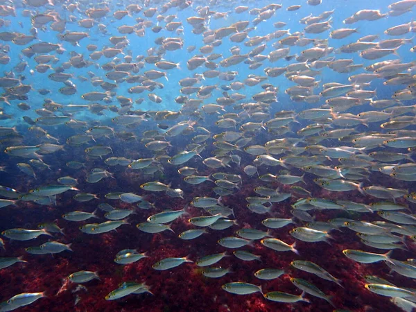 Wiele Ryb Gromadzi Się Lagunie Wczesną Jesienią Niesamowity Widok Morze — Zdjęcie stockowe