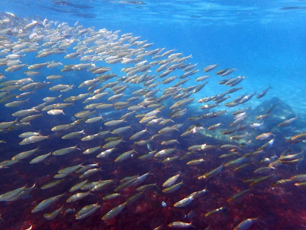 Veel Vissen Verzamelen Zich Lagune Het Begin Van Herfst Dit — Stockfoto
