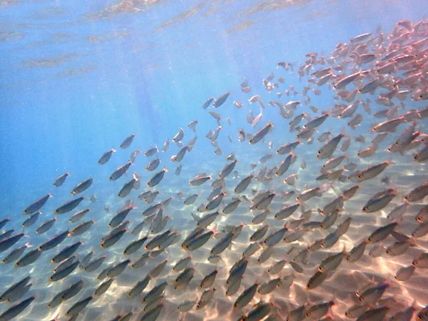 Muitos Peixes Reúnem Lagoa Início Outono Esta Uma Visão Incrível — Fotografia de Stock