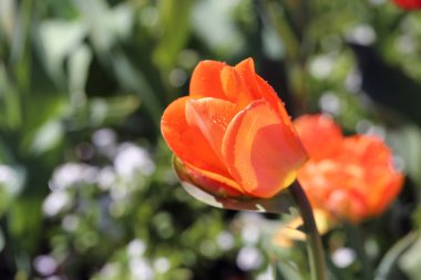 Yağmurdan sonra turuncu lale. İsveç 'in Göteborg kentindeki Botanik Bahçesi' nde çekilmiş güzel lale çiçekleri (SVE: Botaniska Trdgrden Gteborg). Yakın plan doğa renk görüntüsü. Yeşil arkaplan.