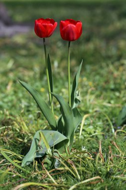 Çim tarlasında kırmızı laleler. Güzel kırmızı lale çiçekleri Göteborg, İsveç 'te (SVE: Gteborg) çekildi. Yakın plan doğa renk görüntüsü. Yeşil çimen arkaplanı.