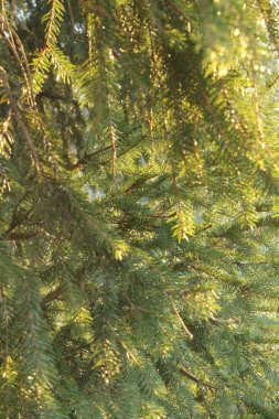 Güneşli bir günde ormandaki güzel yeşil köknar dalı, bulanık bir arka plan.