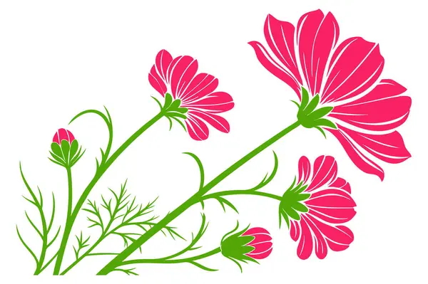 Cosmos Flower vector art illustration.