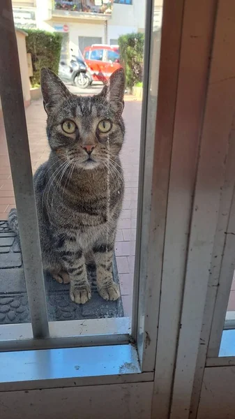 Gattino Curioso Che Aspetta Entrare — Photo