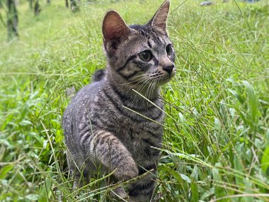 Yeşil çimenlerde gezinip oynayan sevimli tekir kedi yavrusu..