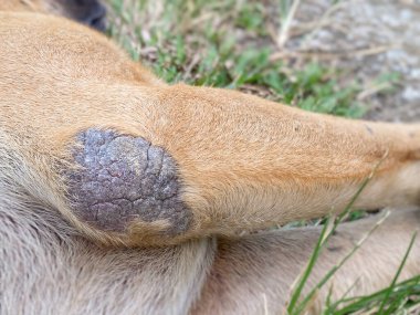 Köpek dirseği nasırları ya da grev kırıcılar. Yerde yatarken..
