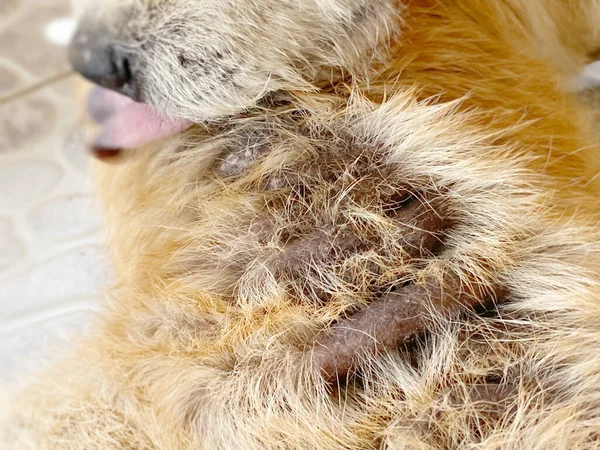 Cão Macho Sênior Com Problema Pele Conhecido Como Lepra — Fotografia de Stock