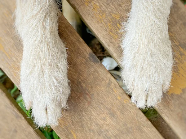 床の背景の上のシニア大人の犬の足 — ストック写真