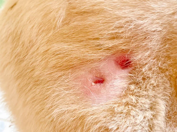 A dog\'s wound is almost healed. Wound caused by maggot infestation called myiasis.