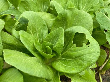 Arkaplanda delikler olan yapraklı yeşiller.