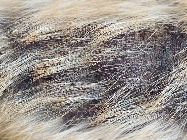 Cüzzam olarak bilinen son sınıf erkek köpek derisi sorunu. Kapat..