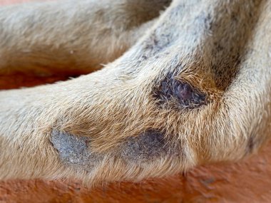 Köpek dirseği nasırları ya da grev kırıcılar. Yerde yatıyordu..