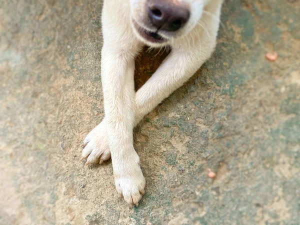 Genç Yetişkin Küçük Köpek Bacakları Zemin Üzerinde Çapraz — Stok fotoğraf