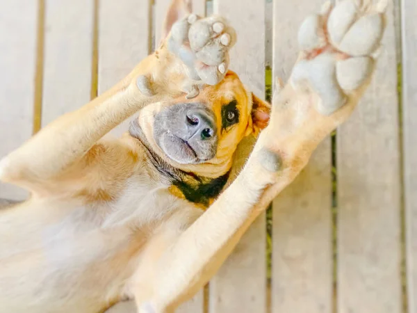 Köpek ters bir şekilde uyuyor..