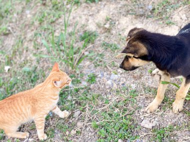 Kedi ve köpek arka planda oynuyor. Stok fotoğrafı