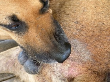 Callus or scabby on a dog butt background. While biting on it to scratch. Stock photo