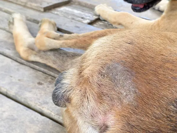 Callus or scabby on a dog's butt background. Stock photo.