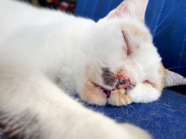 Close up cat runny nose sleeping background. clipart